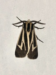 Apantesis vittata