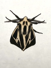 Apantesis vittata