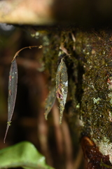 Lepanthes mucronata