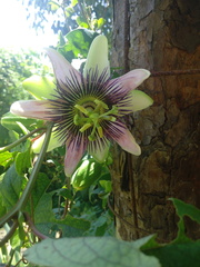 Passiflora alata × caerulea