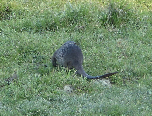 Lutra perspicillata