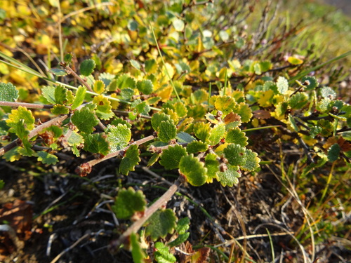 breza trpasličia (Betula nana)