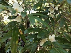 Eucryphia moorei