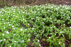 Anemonoides trifolia