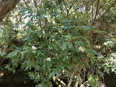 Eucryphia moorei