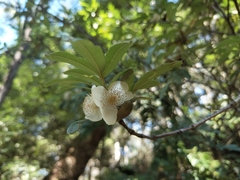 Eucryphia moorei