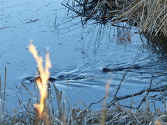 Hydrictis maculicollis