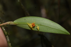 Lepanthes tachirensis