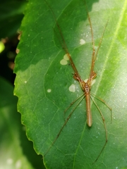 Tetragnatha