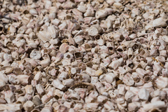 Balanus amphitrite saltonensis