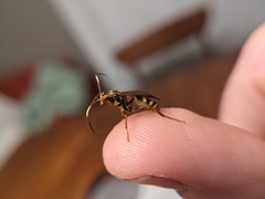 Setanta parsimonica