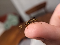 Setanta parsimonica