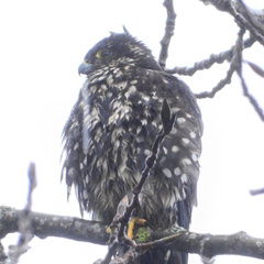 Falco columbarius suckleyi