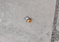 Diaphonia xanthopyga