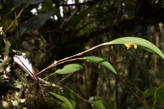 Lepanthes tachirensis