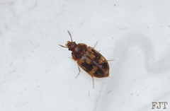 Litargus