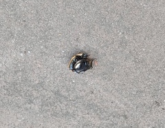 Diaphonia xanthopyga