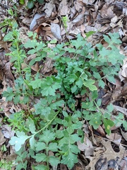Nemophila phacelioides