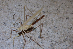 Arethaea brevicauda
