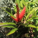 Tillandsia romeroi gruberi - Photo (c) Apipa, some rights reserved (CC BY-NC), uploaded by Apipa