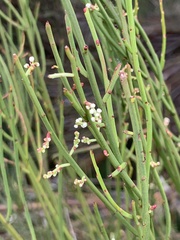 Leptomeria drupacea