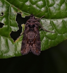 Plusiopalpa adrasta