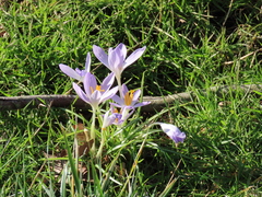 Crocus thomasii