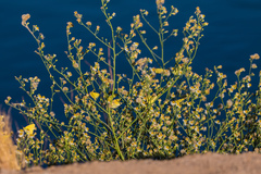 Chloracantha spinosa spinosa