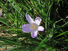 Crocus thomasii