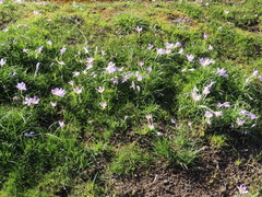 Crocus thomasii
