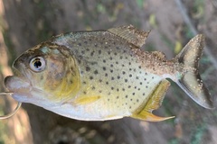 Serrasalmus maculatus