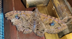 Speiredonia