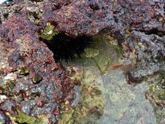 Echinometra vanbrunti