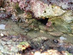 Echinometra vanbrunti