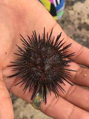 Echinometra vanbrunti