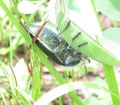 Sternocera orissa variabilis