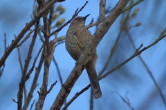 Toxostoma curvirostre