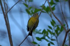 Leiothlypis ruficapilla
