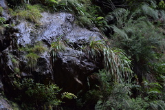 Carex lancea