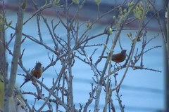 Turdus rufopalliatus