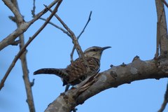 Campylorhynchus jocosus