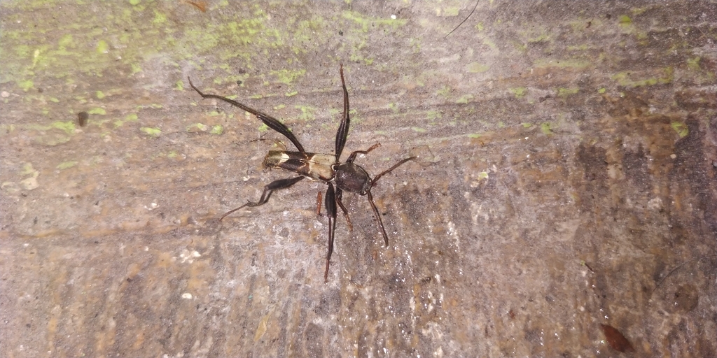 Neoclytus augusti