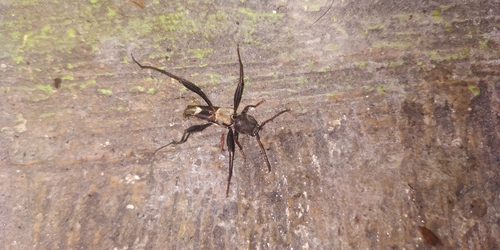Neoclytus augusti