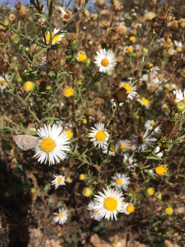 Dieteria canescens var. glabra