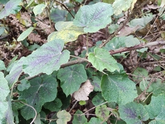Rubus alceifolius