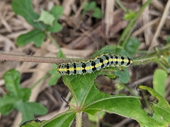 Xanthodes transversa