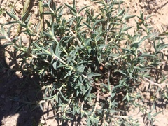 Euphorbia acuta