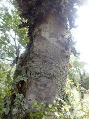 Pannaria xanthomelana