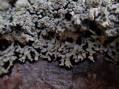 Pannaria xanthomelana
