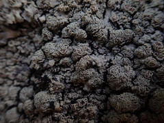 Pannaria xanthomelana